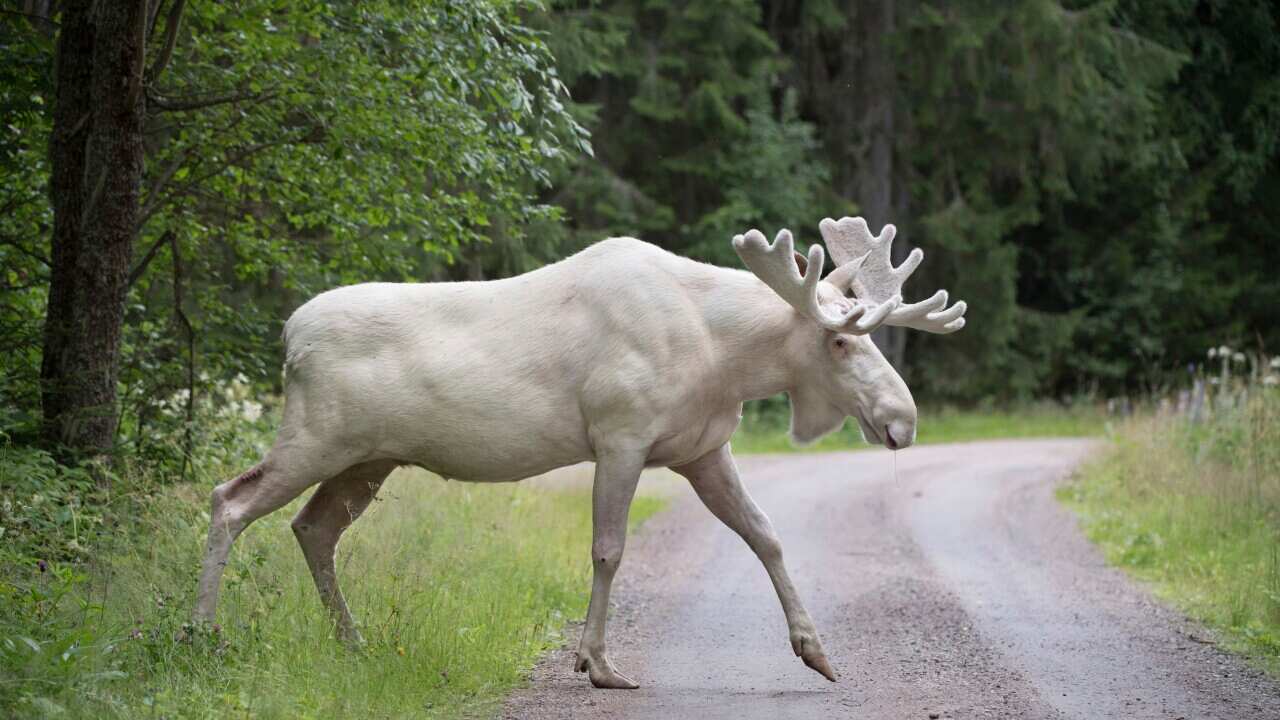 Sweden White Moose