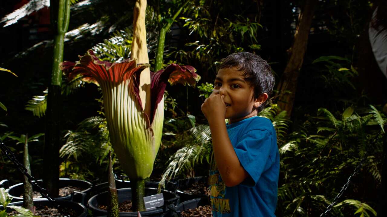 ADELAIDE CORPSE FLOWER BLOOM
