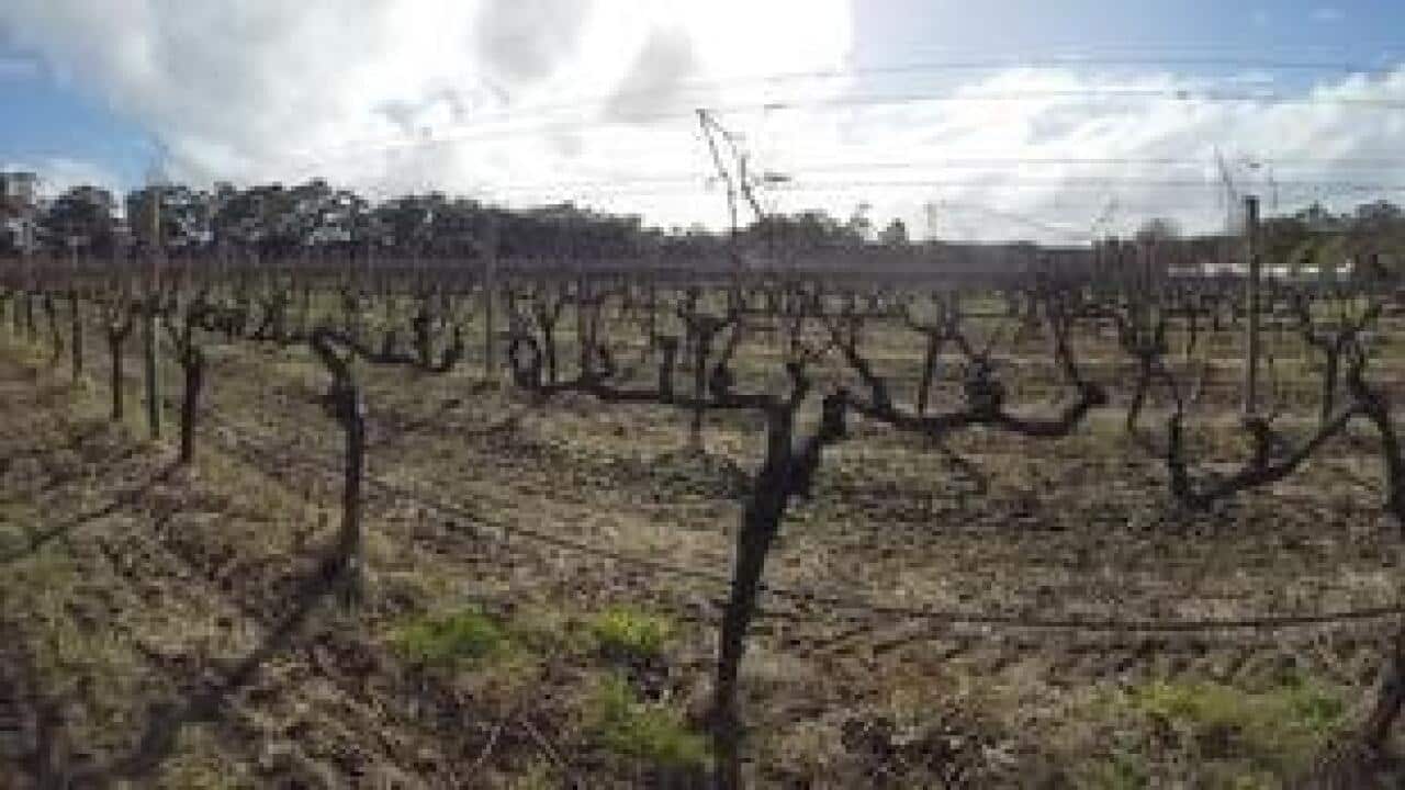 wine
