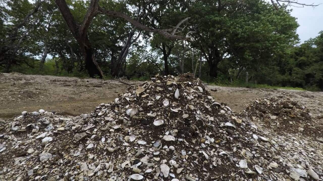 Midden Copyright Patrick Nunn.jpg