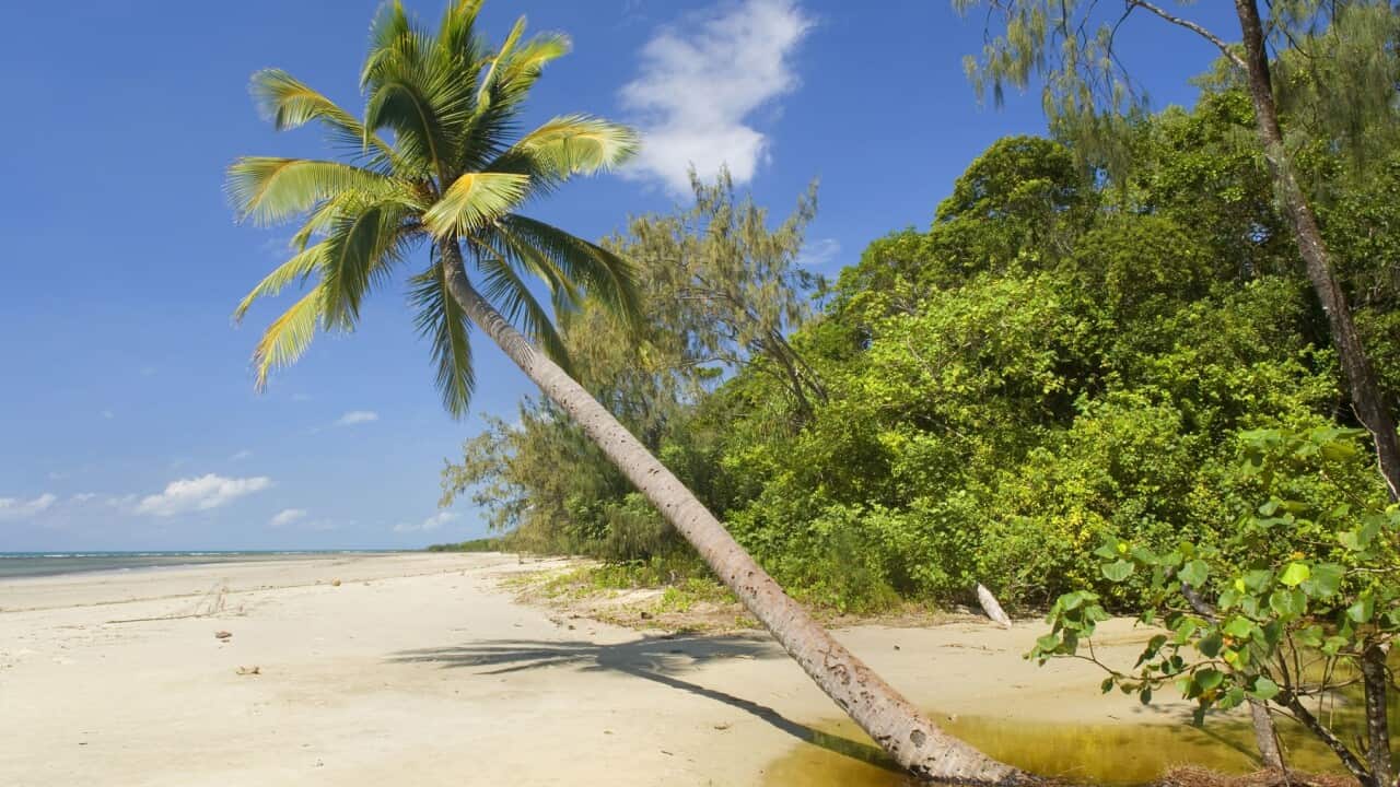 Coconut palm - a single coconut palm grows on a white beach in tropical Queensland (Cocos nucifera)