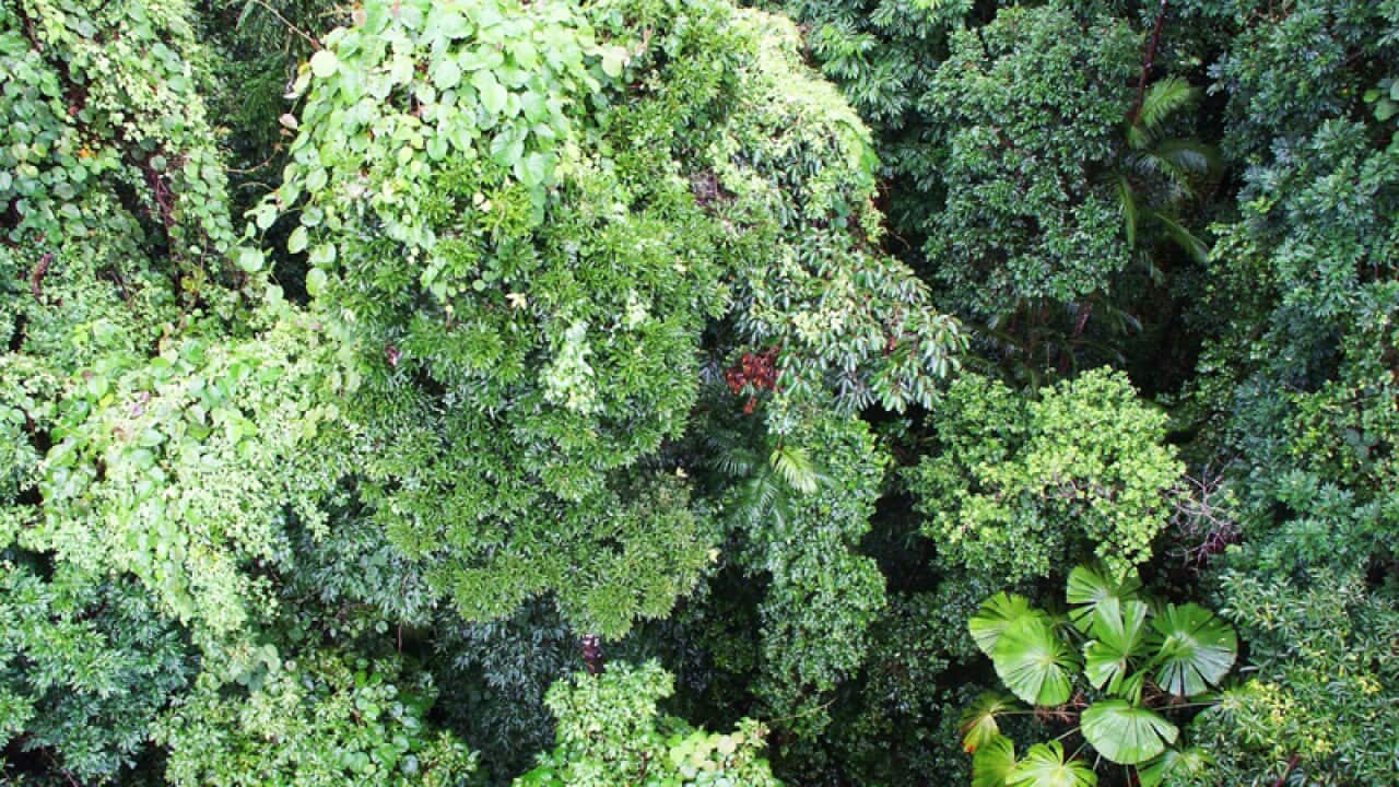 Far north Queensland rainforest