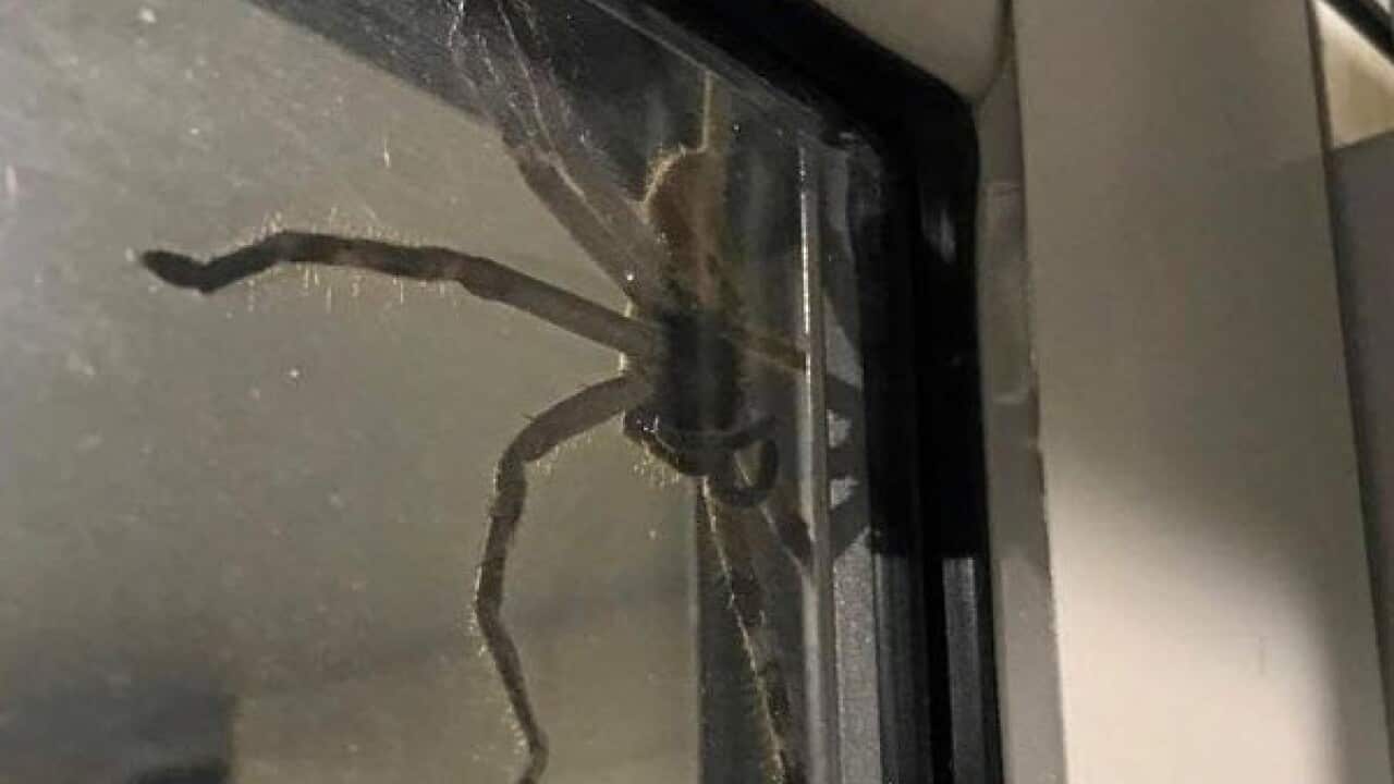 A massive spider nicknamed Aragog has been found on the Sunshine Coast. 
