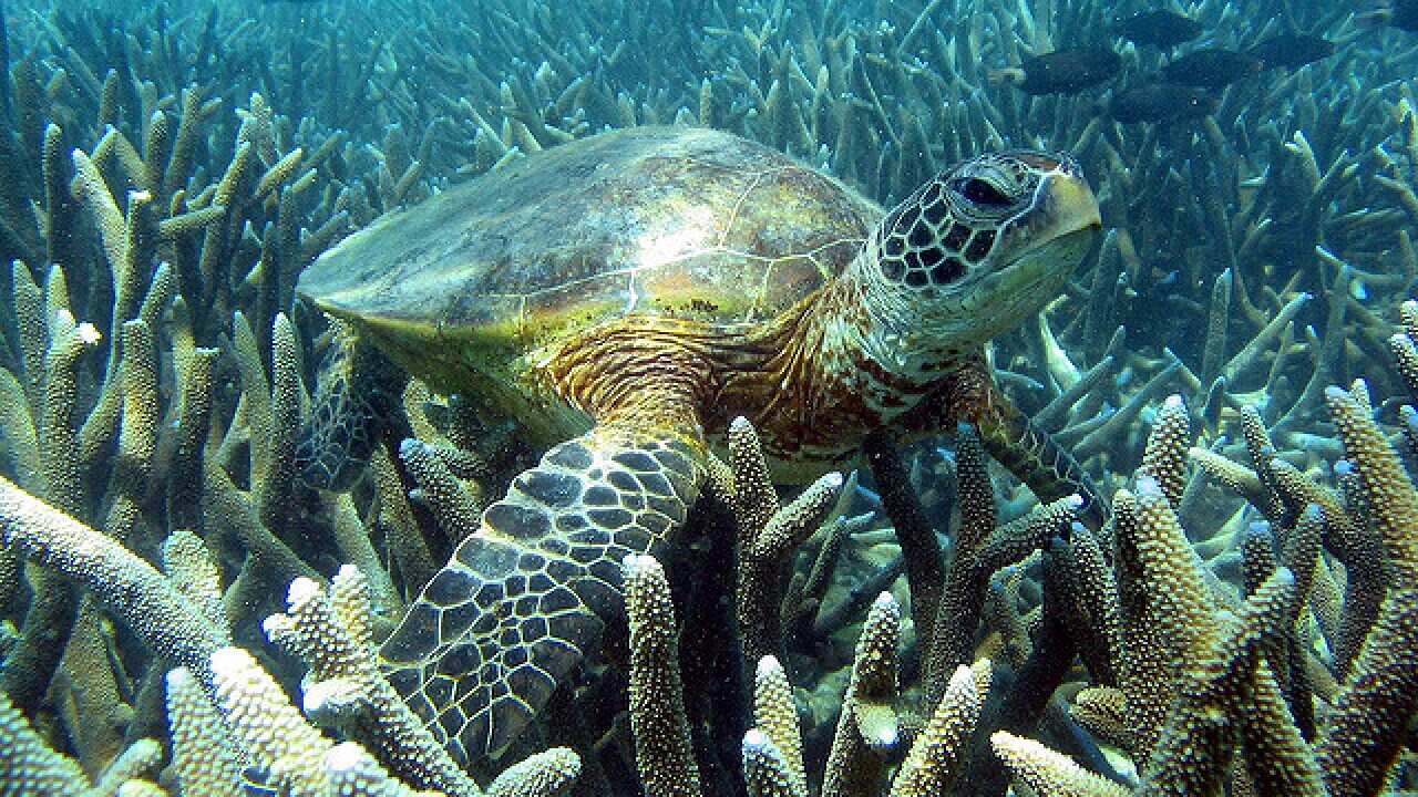 Sea turtle Ningaloo Reef