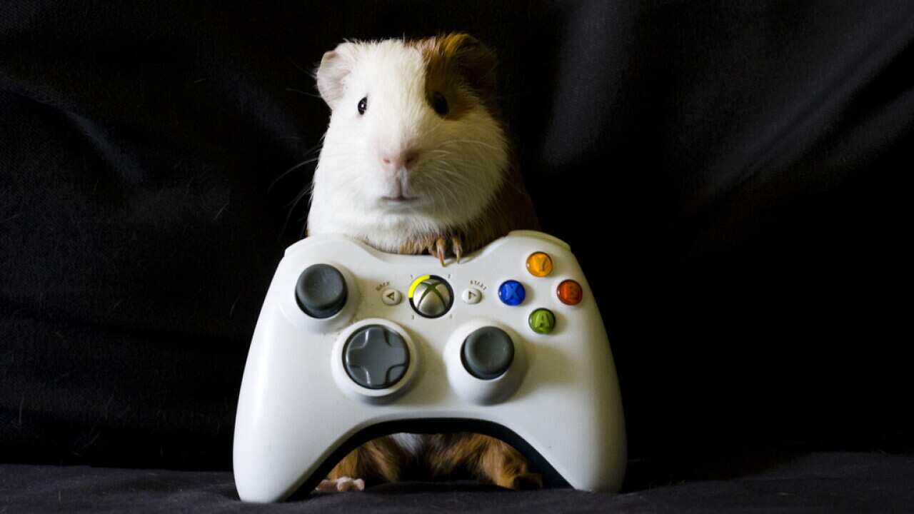 A guinea pig with a video game console (Flickr: Katherine McAdoo)