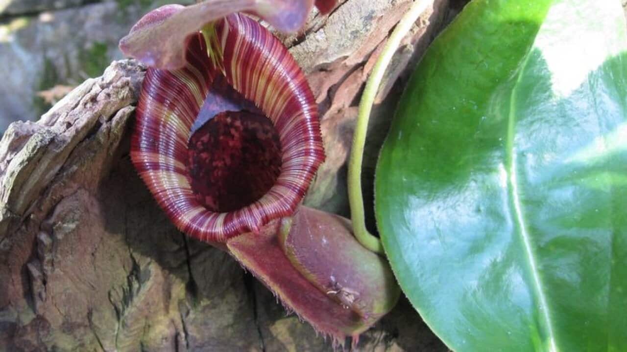 Nepenthes