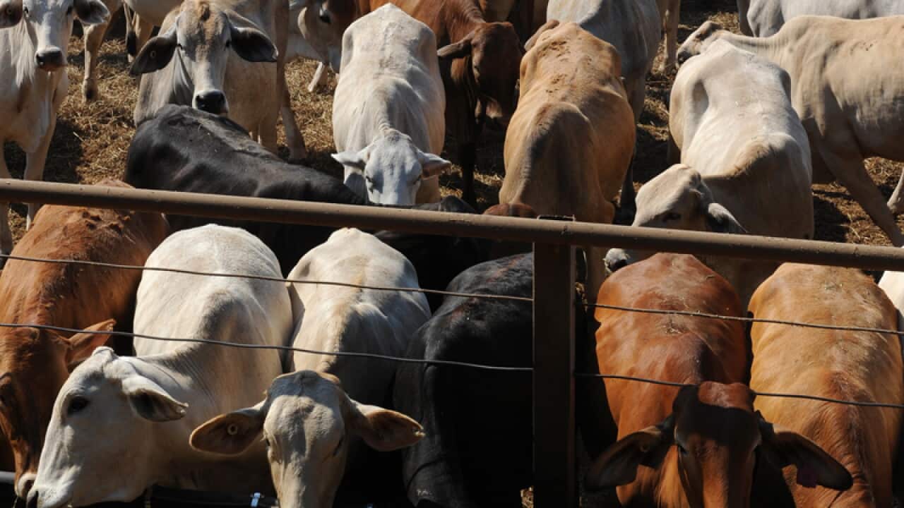 Industry warns against live export ban