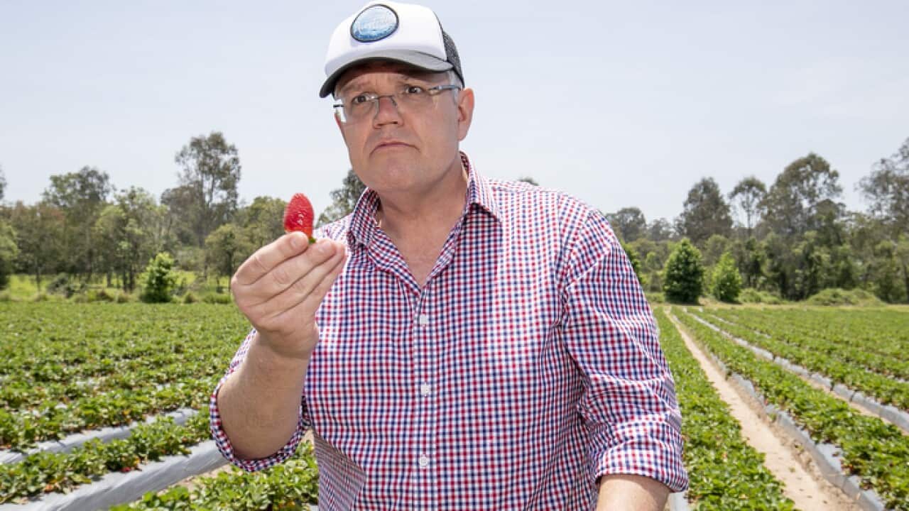 Australia's Prime Minister Scott Morrison is seen during a visit to a strawberry farm in Chambers Flat in southeast Queensland