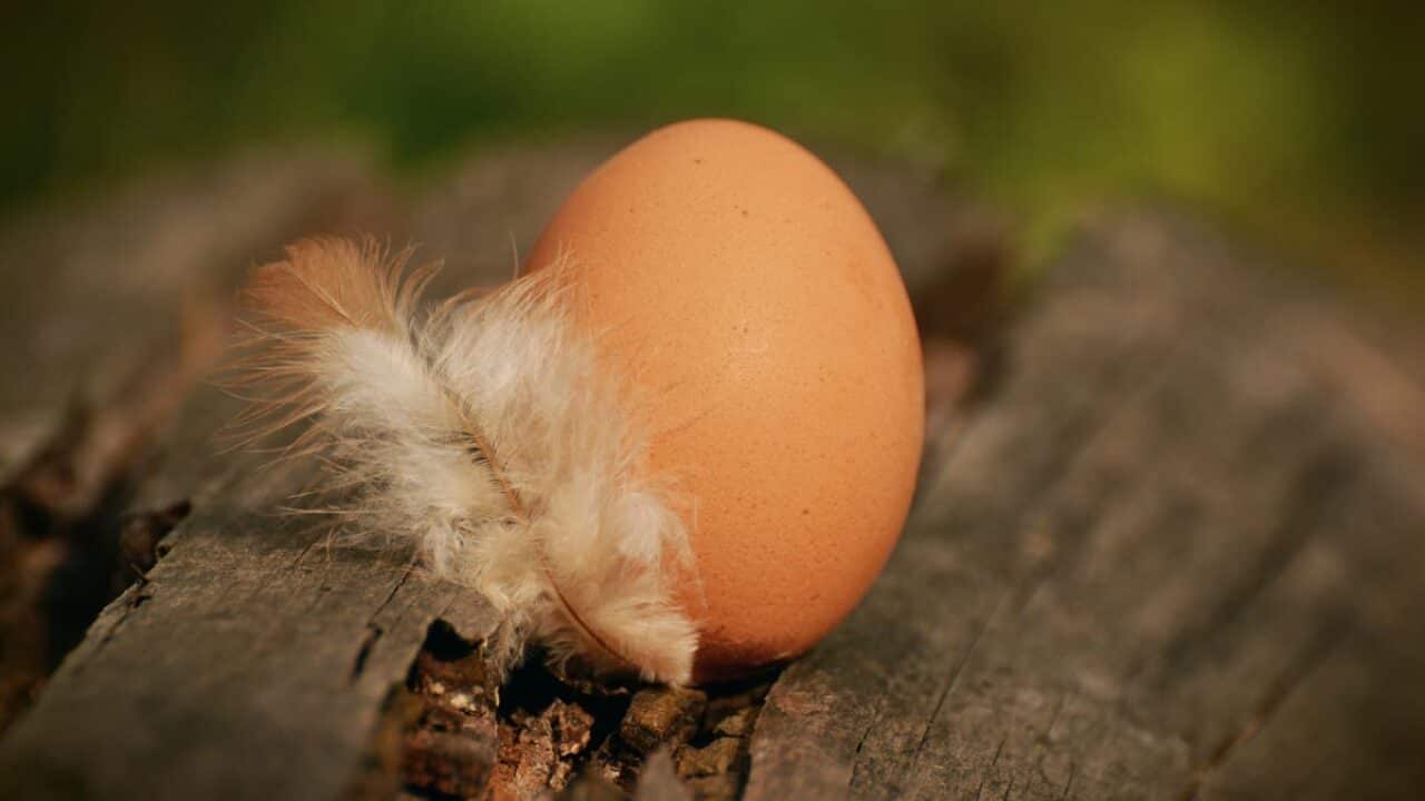 Brown egg with feather