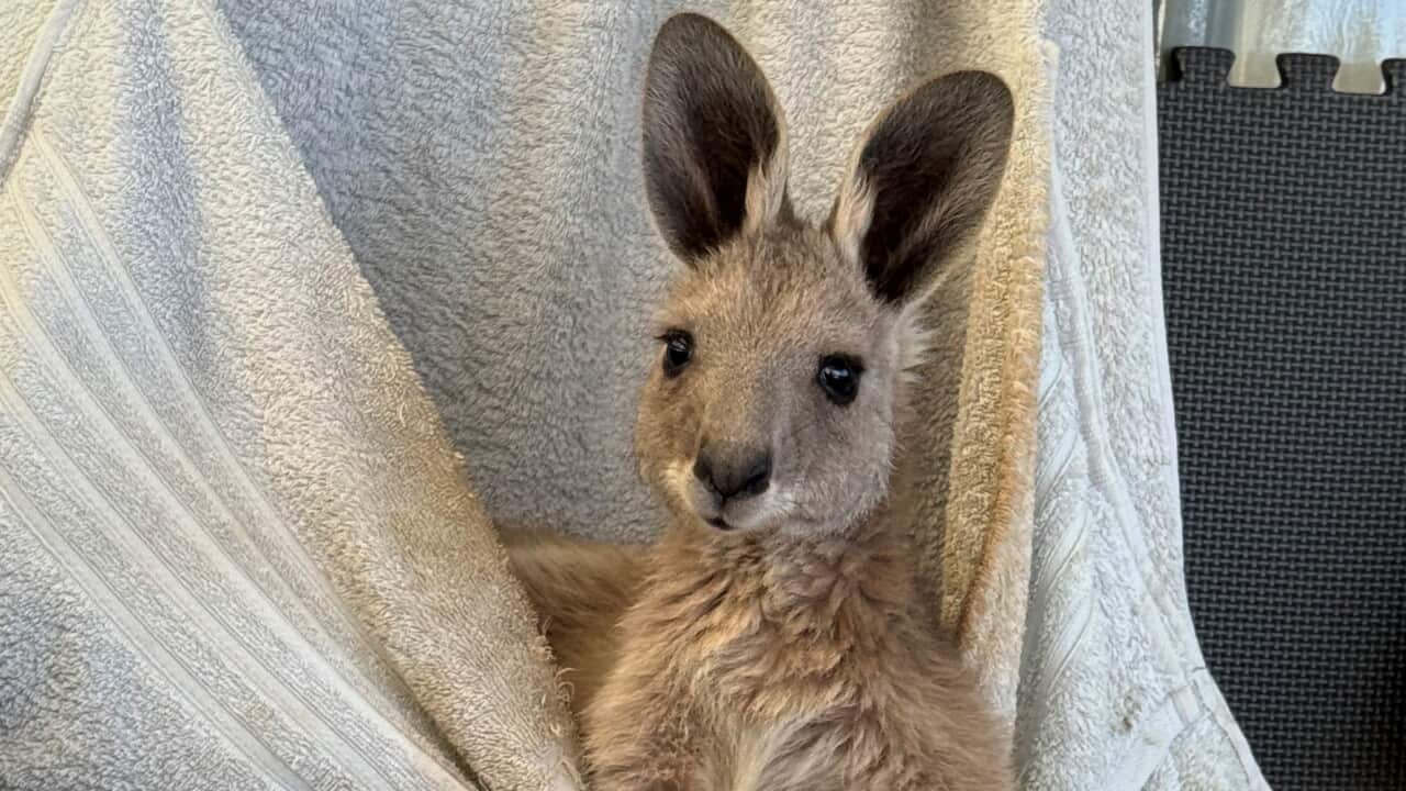 Tierrettung Roo open.jpg