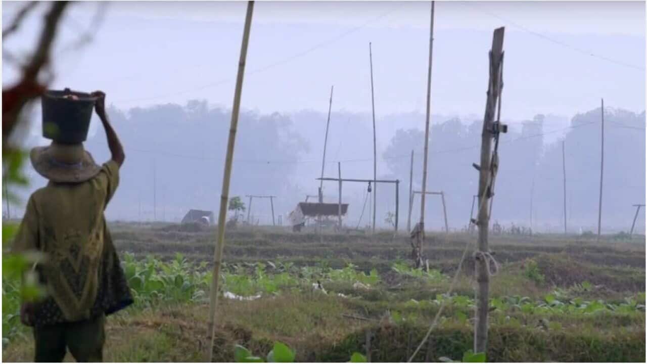 Working in the fields of the tobacco industry in Indonesia