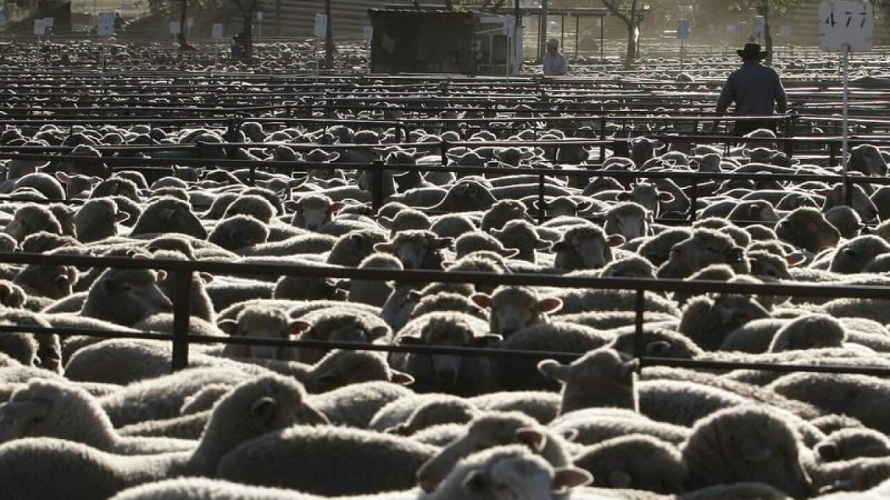 Wool