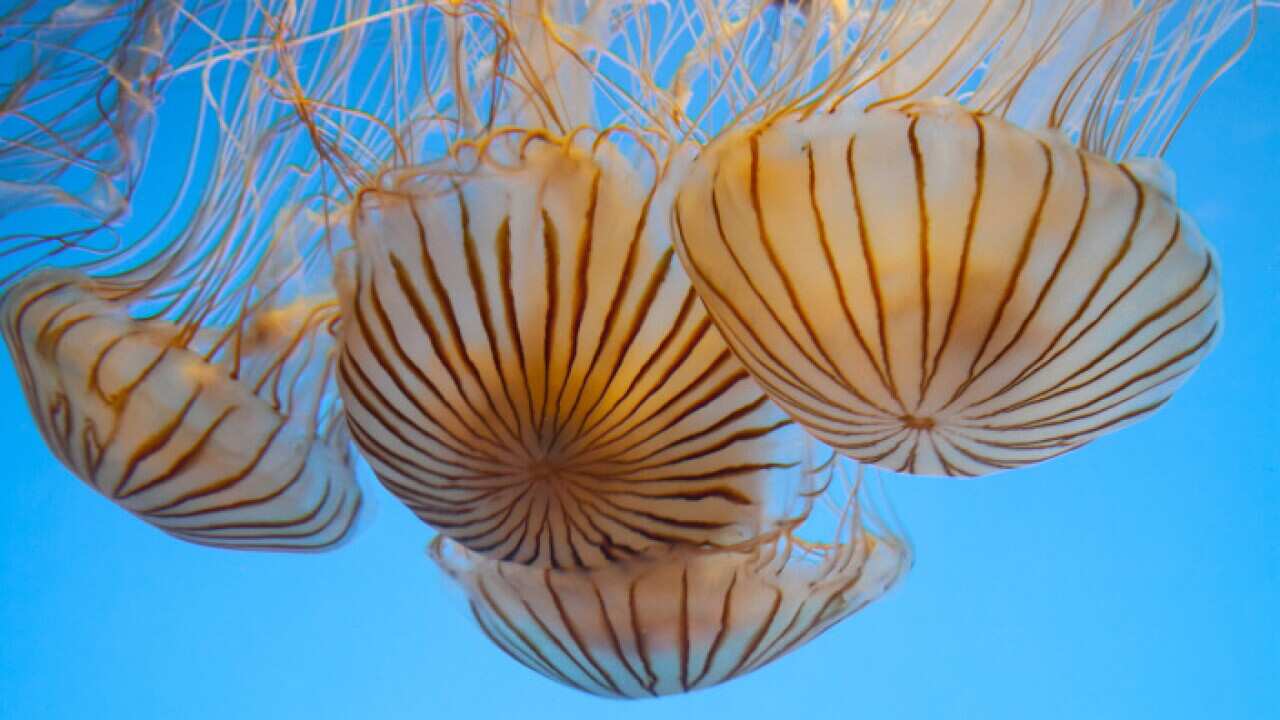 Jellyfish
