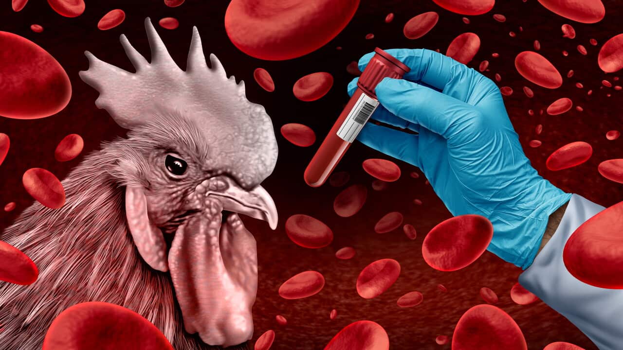 A graphic featuring a chicken, a hand wearing a glove holding a vial and what looks like blood droplets.