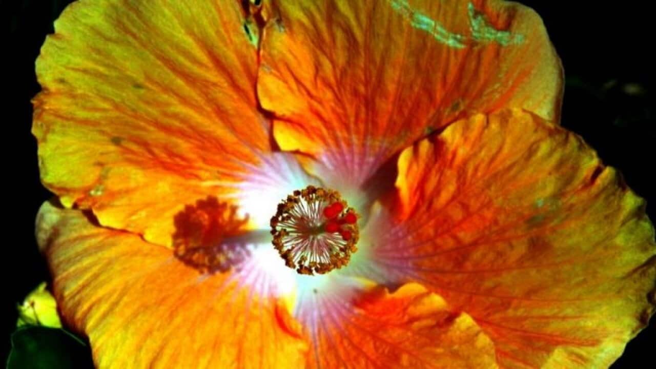 Flower