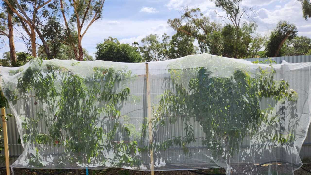 apple tree wit net.jpg