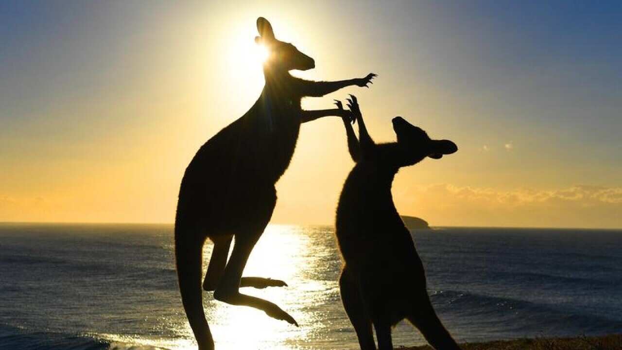 Eastern grey kangaroos fight on 'Look At Me Now Headland'