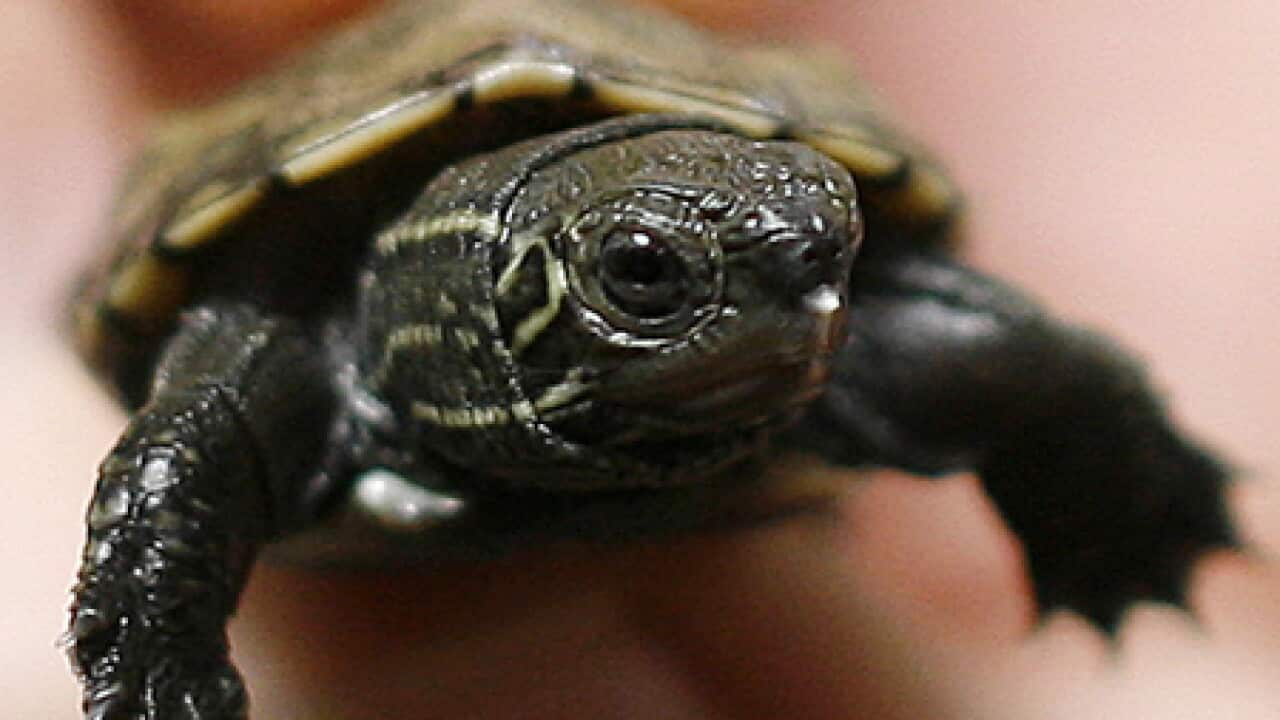 GERMANY-ZOO-TURTLE-MSC103_B_1177370141