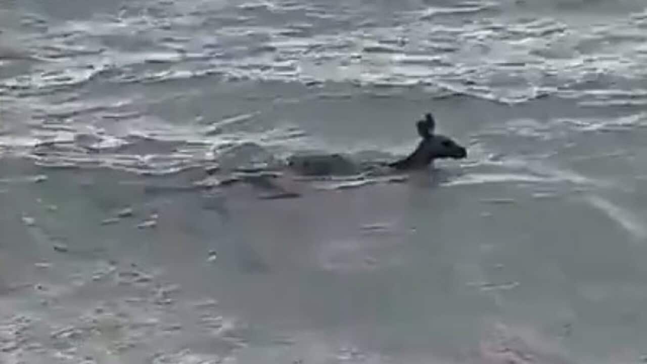The kangaroo got in to trouble in the waves of Safety Beach in Rosebud. 