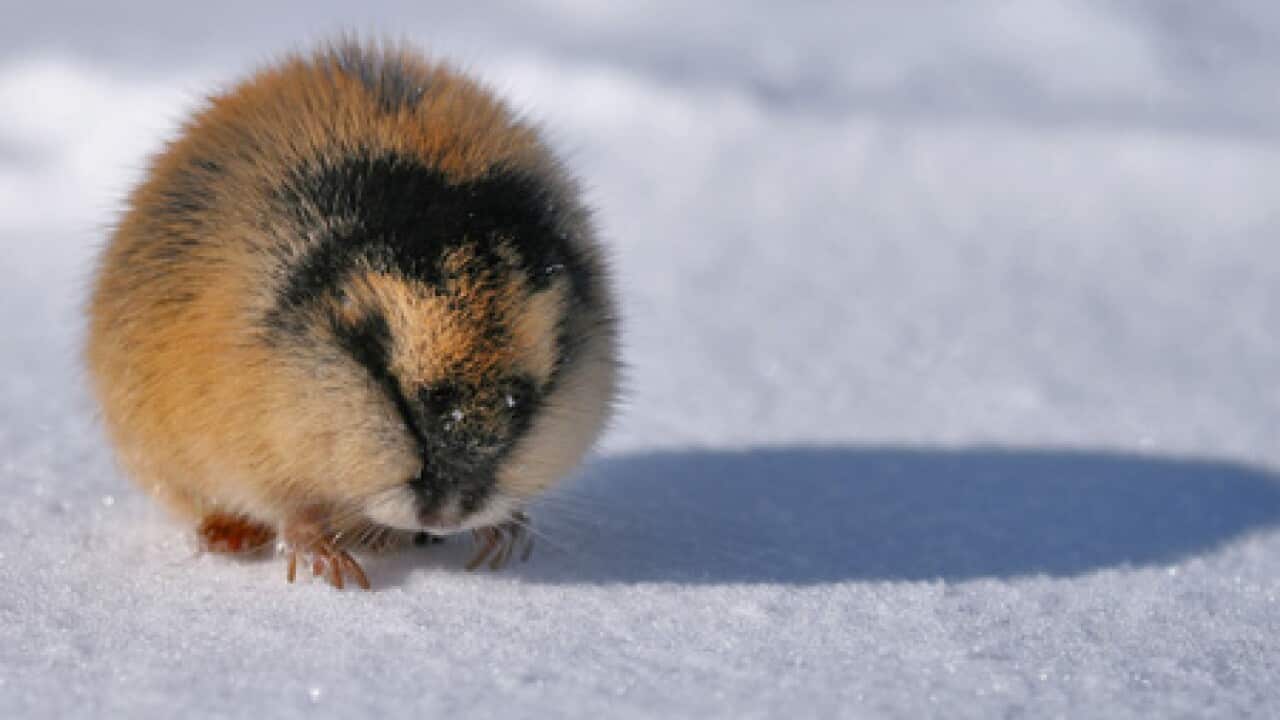 lemming_flickr_balsamia_b_101027_1574328031