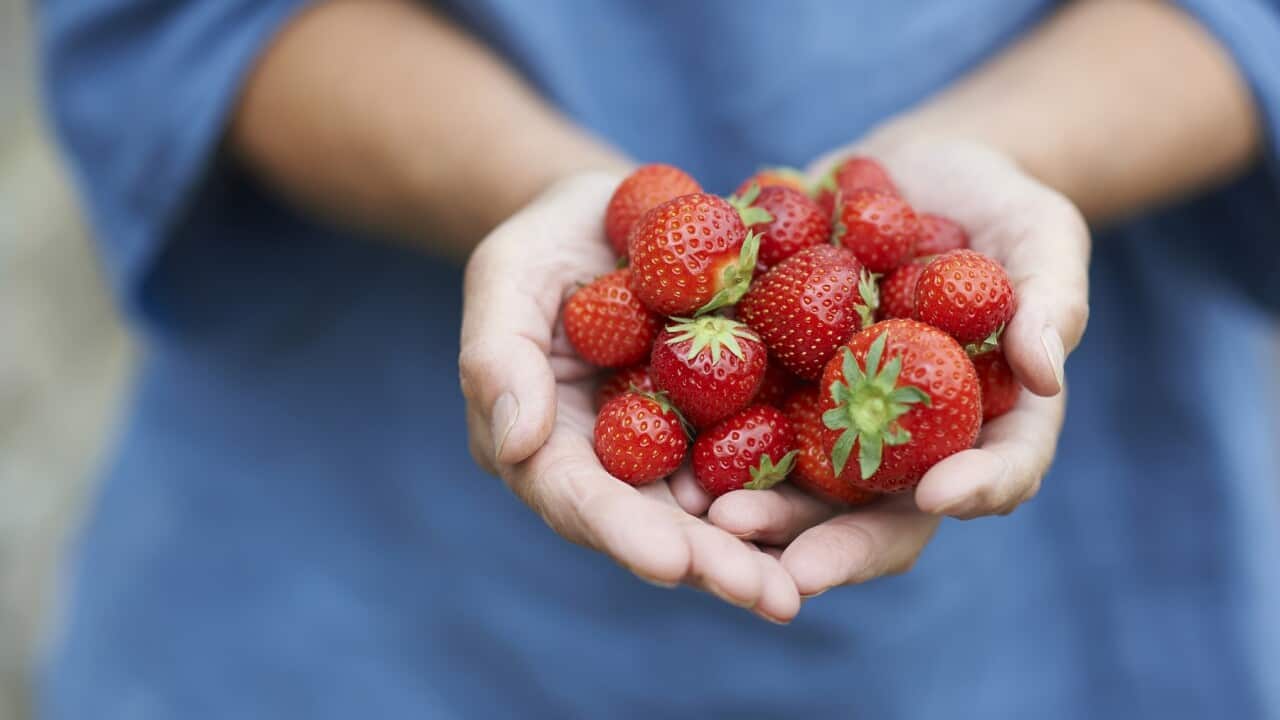 Woman holding fresh strawberries in hands, close up.