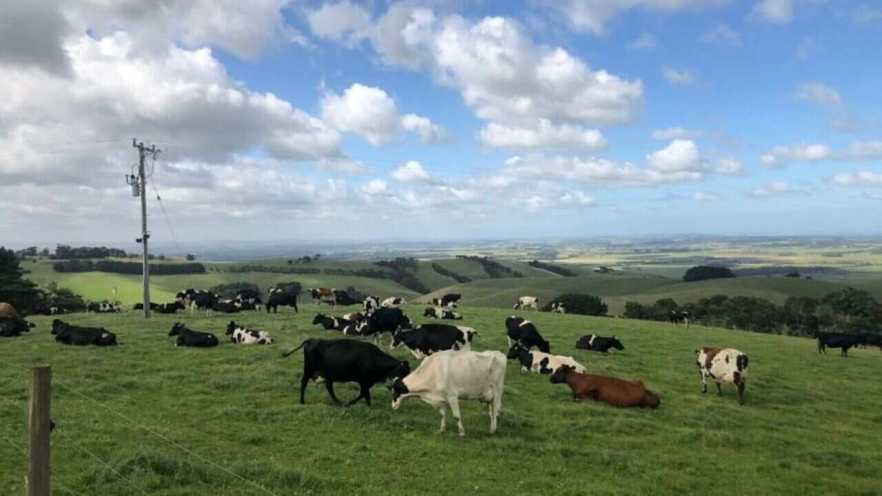 Australia exports more than $1 billion of dairy produce to China each year.