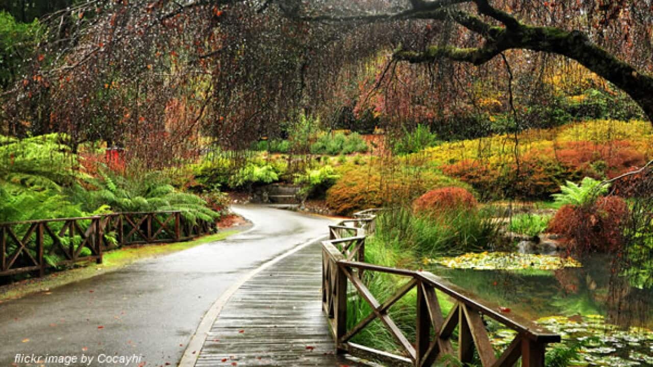 Dandenong Ranges National Park