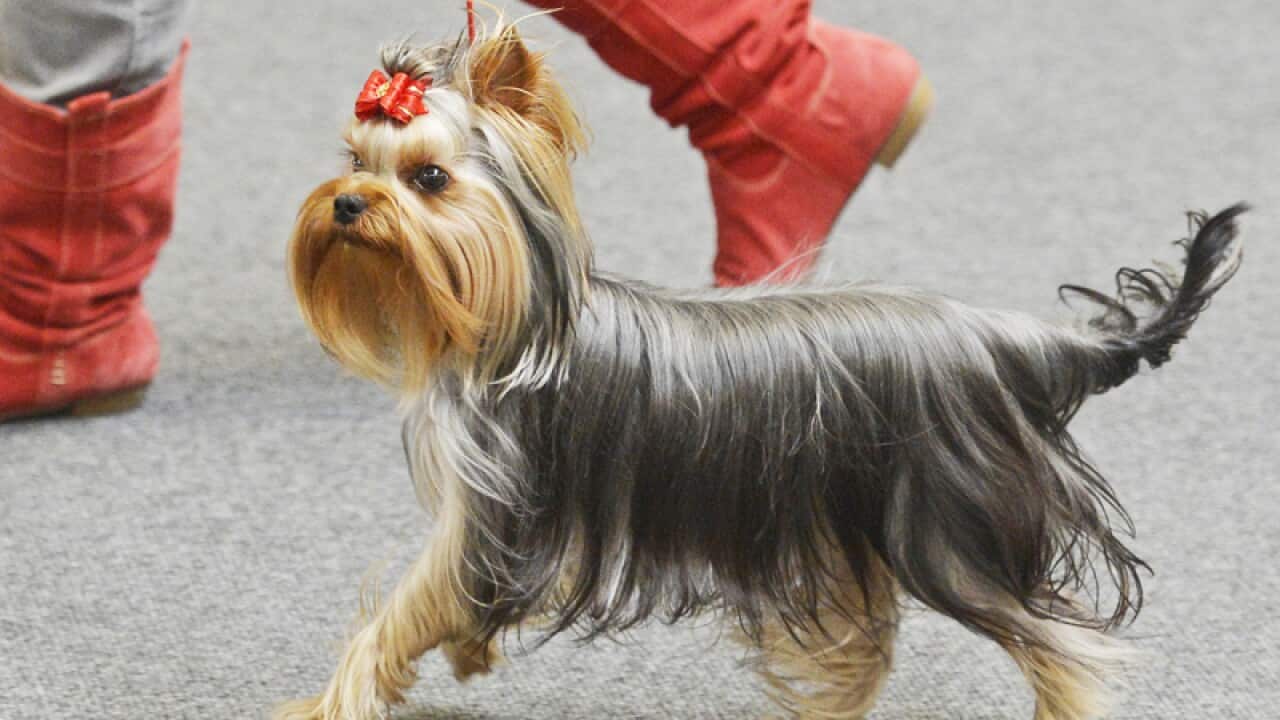 A small dog with a bow.