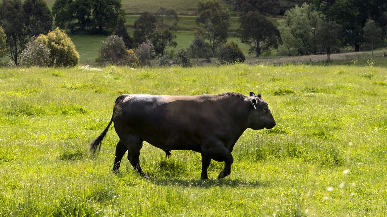 Aberdeen Angus Bull
