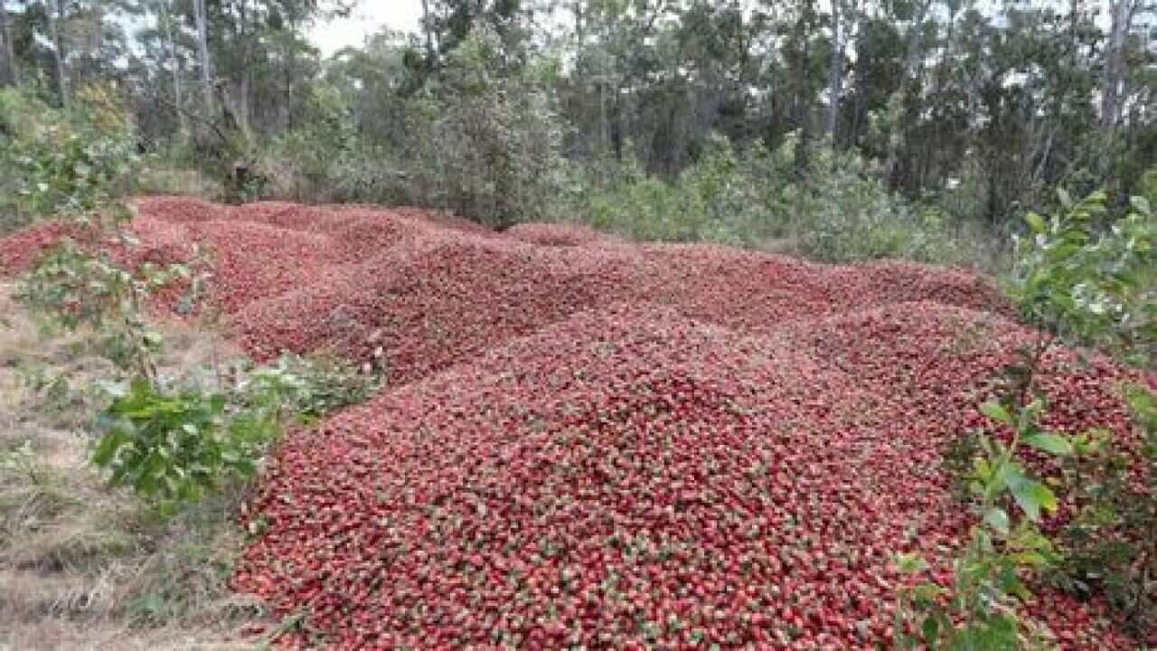 Strawberry being dumped due to needle/metal scares