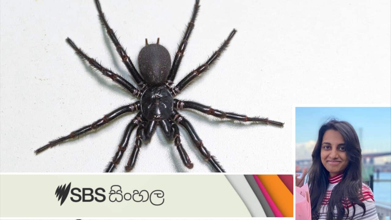 Sydney Funnel Web
