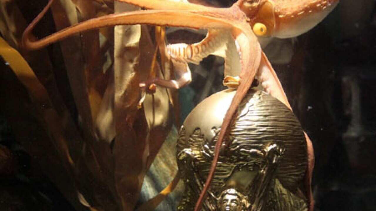 Paul_octopus_with_world_cup_100813_b_AAP_1353476016