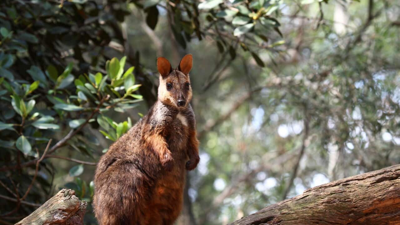 Brush-tailed rock-wallaby, Petrogale penicillata, on a log, Northern New South Wales, Australia (Photo by Auscape-Universal Images Group via Getty Images).jpg