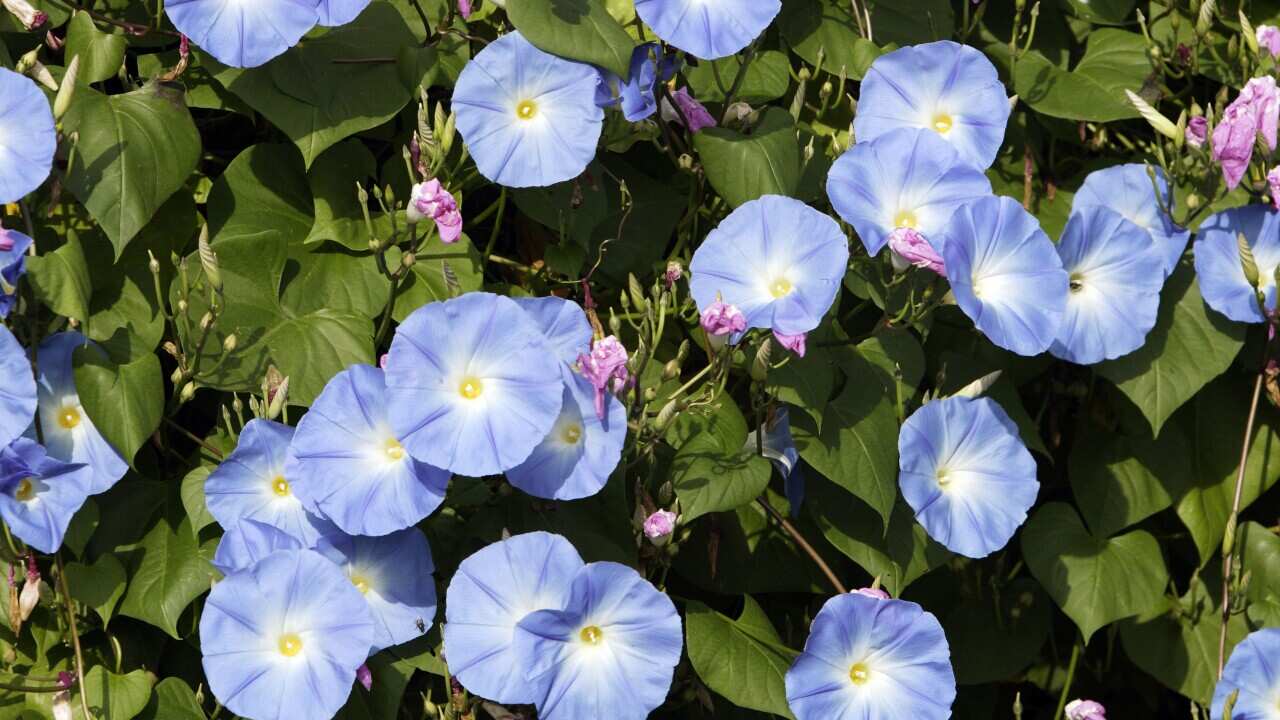 Japanese scientists have found a way to increase the life span of certain flowers (AAP)