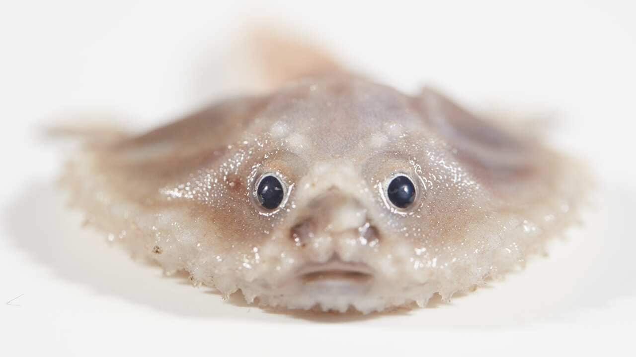 221019_Batfish (Dumpling)__Museums Victoria-Ben Healley.jpg