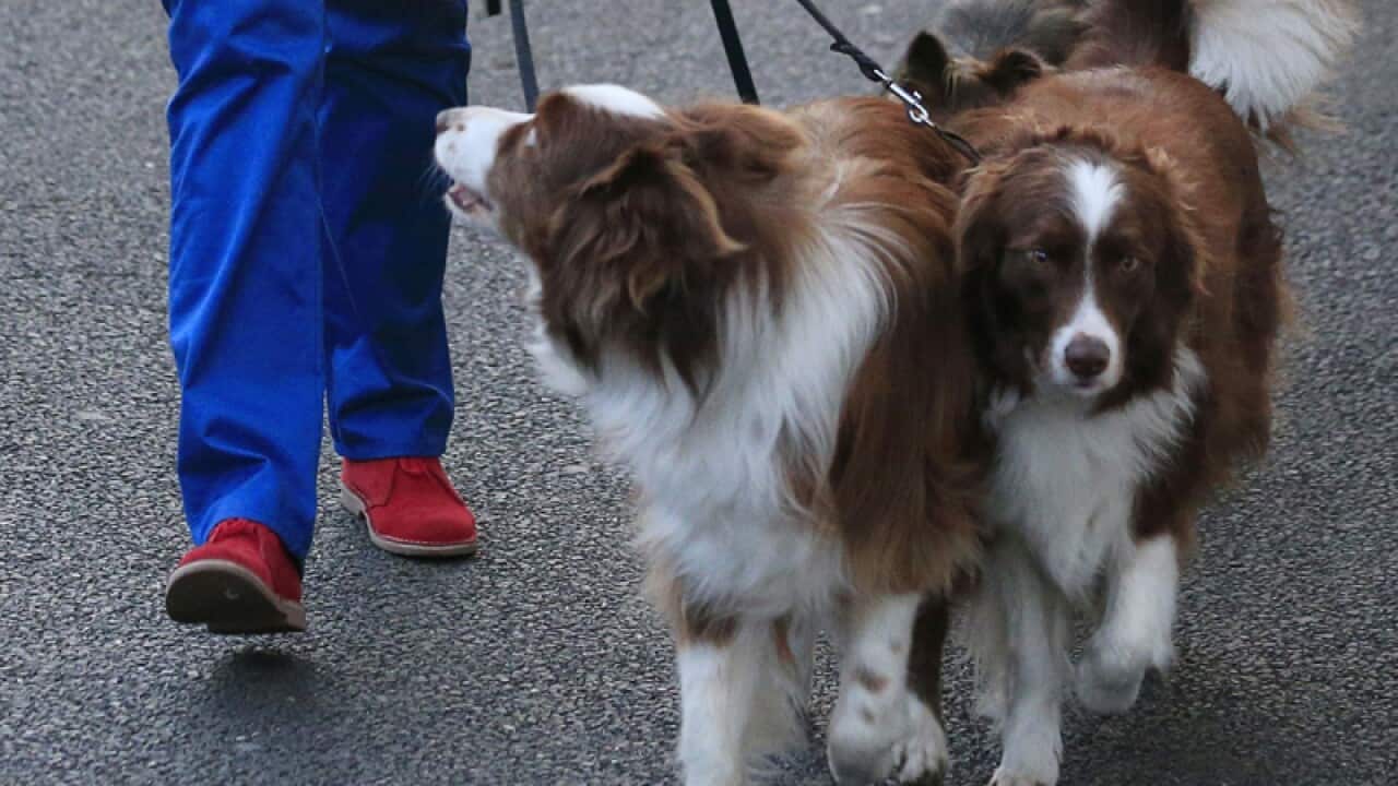 Jules O'Dwyer walks with her dogs