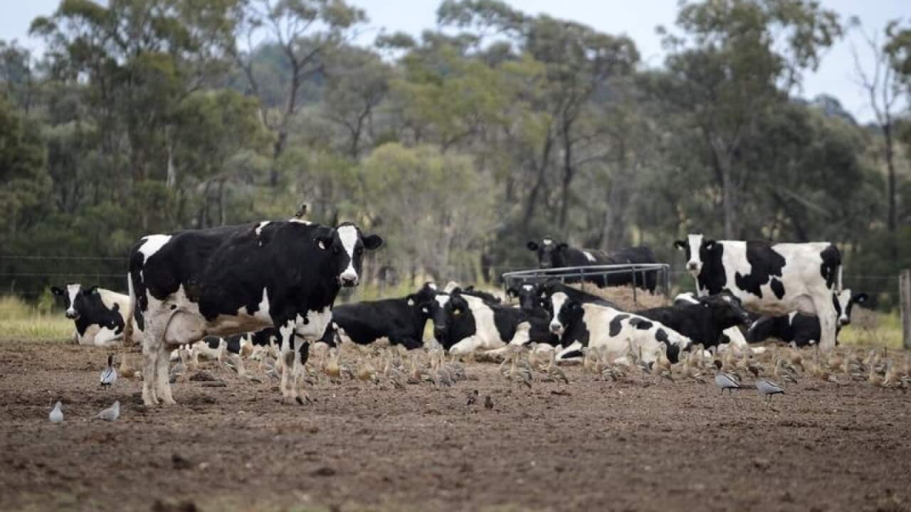 This is a file image of cows at a dairy farm in the Darling Downs.
