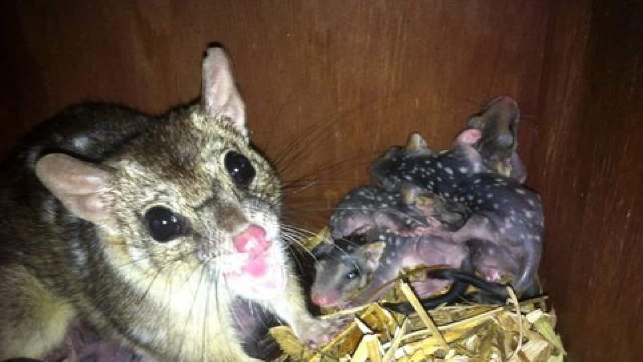 a mother quoll with her litter of babies.