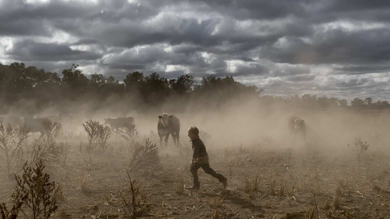 New South Wales Farmers Battle Crippling Drought