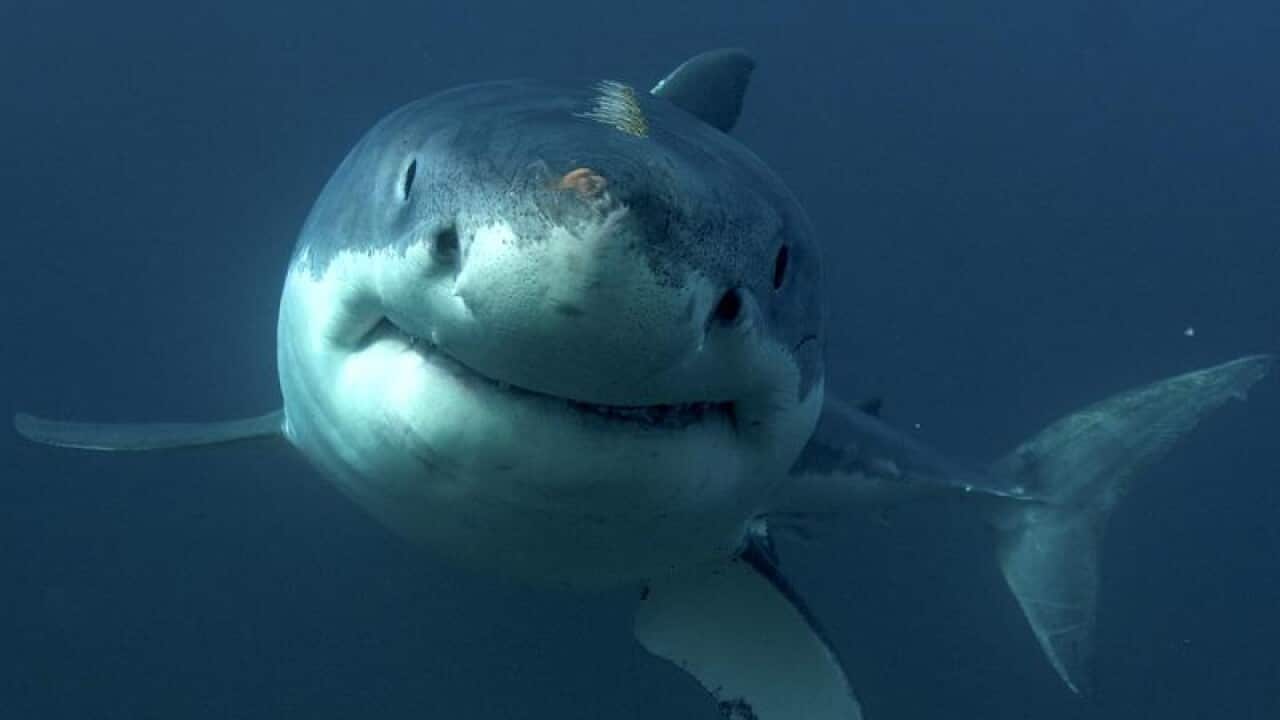 A great white shark in the ocean.