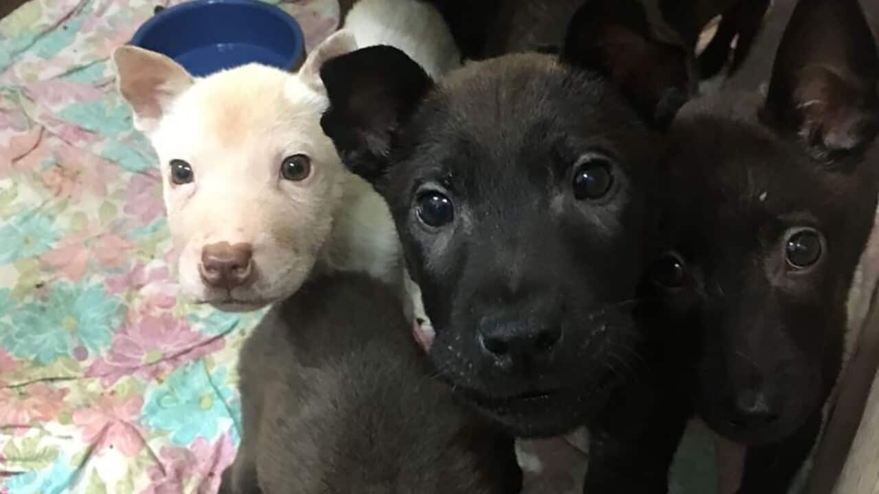 A supplied image obtained on Friday, May 31, 2019, of dogs that have been rescued from a puppy farm in Adelaide's northern suburbs. (AAP Image/Supplied, SA Police) NO ARCHIVING