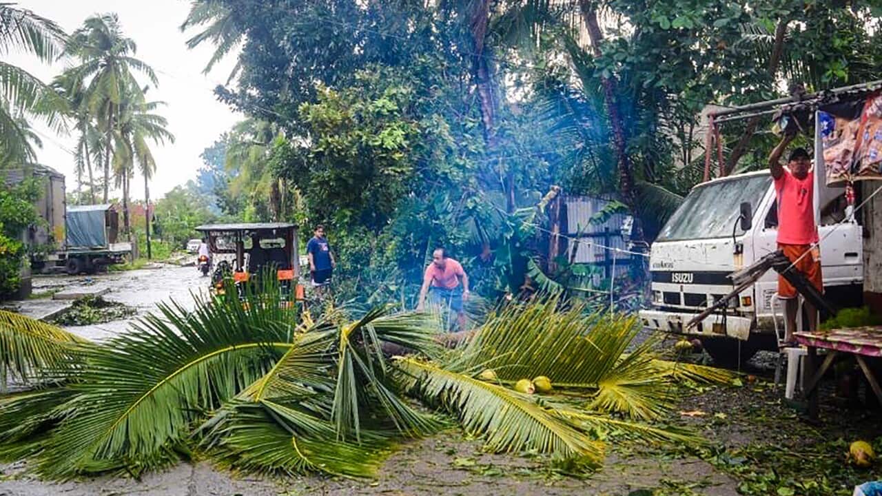 Residents clear an uprooted coconut tree, brought down by winds during typhoon Phanfone.
