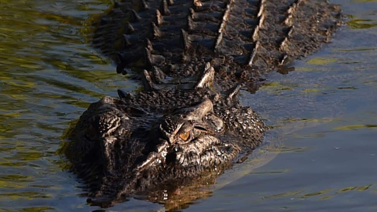A crocodile