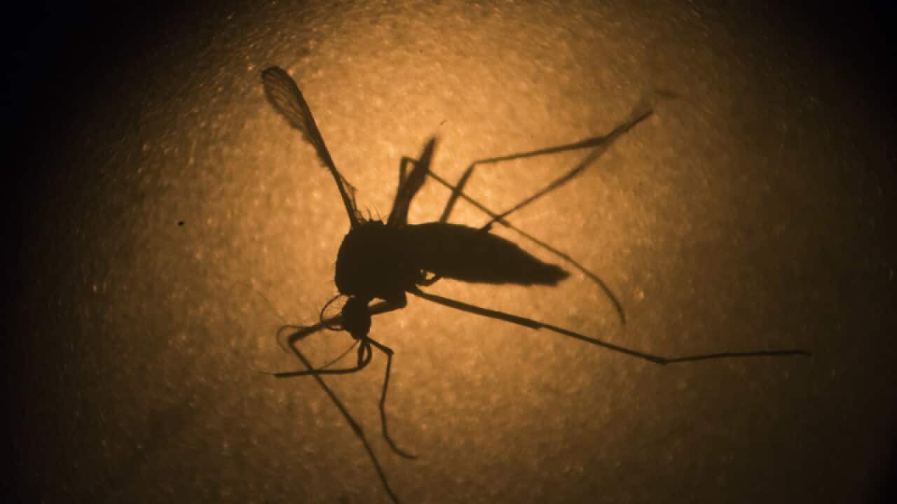 An Aedes aegypti mosquito