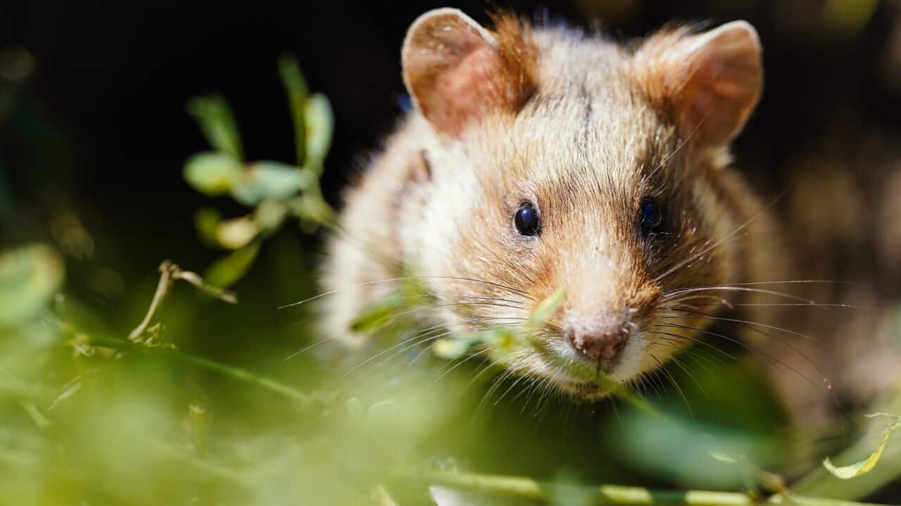 Cientistas afirmam que os ratos Hamsters são os animais que melhor imitam melhor a reação da COVID-19 em humanos