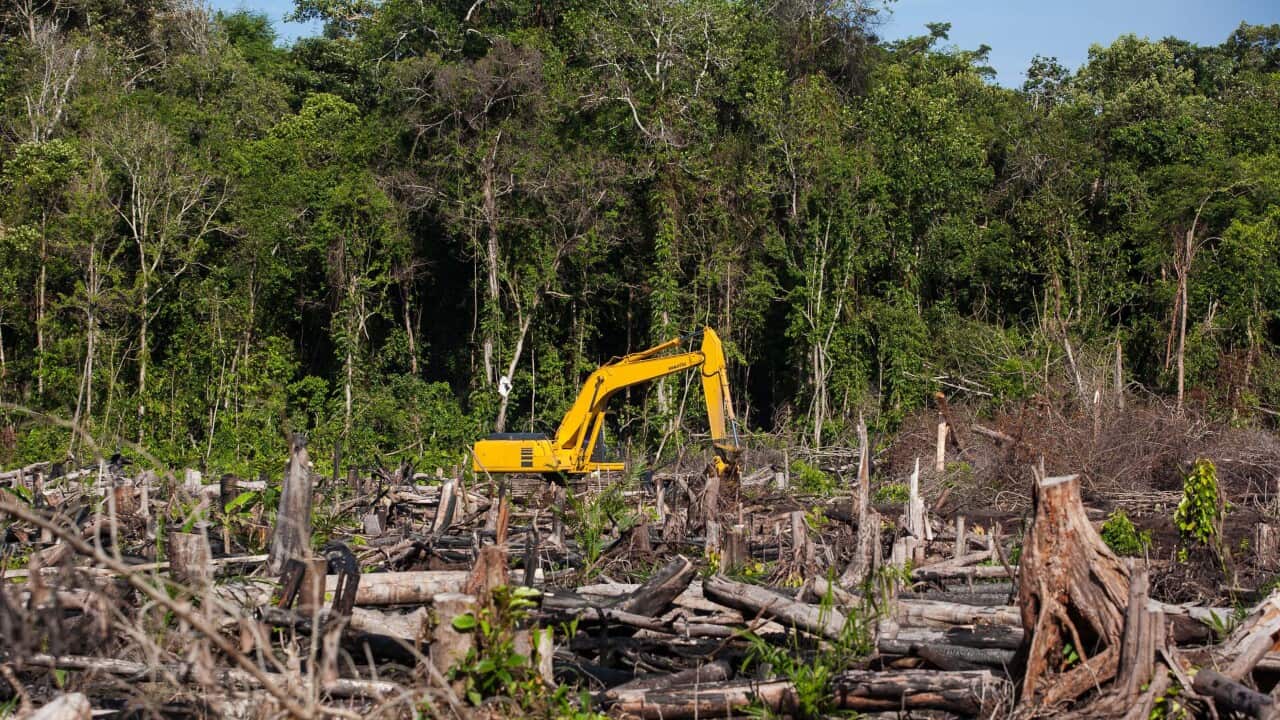Clearing a forest area for a palm oil plantation in Indonesia (Getty)