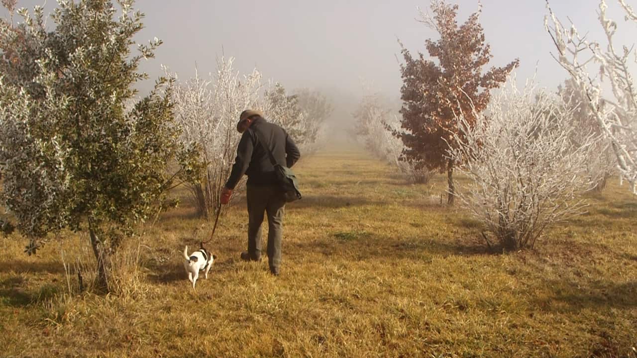 Damian Robinson is going truffle hunting with his dog Frisbee.