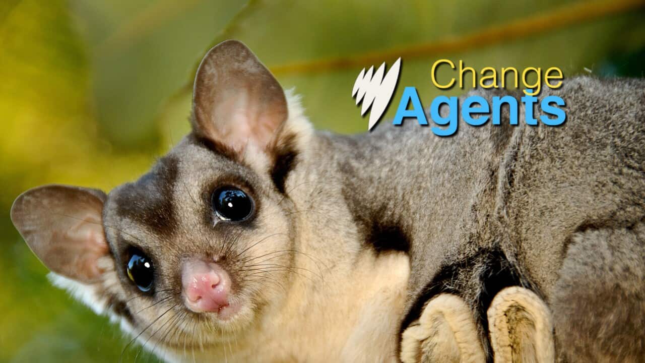 The endangered Squirrel Glider (AAP).jpg