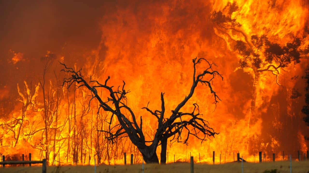 A bushfire burns in the Bunyip State Forest near the township of Tonimbuk, Saturday, Feb. 07, 2009. Authorities have issued urgent fire warnings to towns near a bushfire burning out of control east of Melbourne. (AAP Image/Andrew Brownbill) NO ARCHIVING
