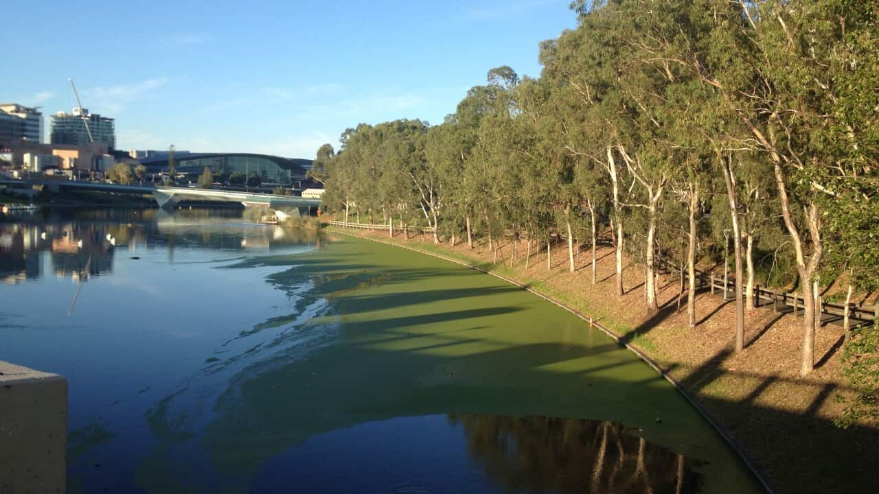 SBlue-green algae outbreaks